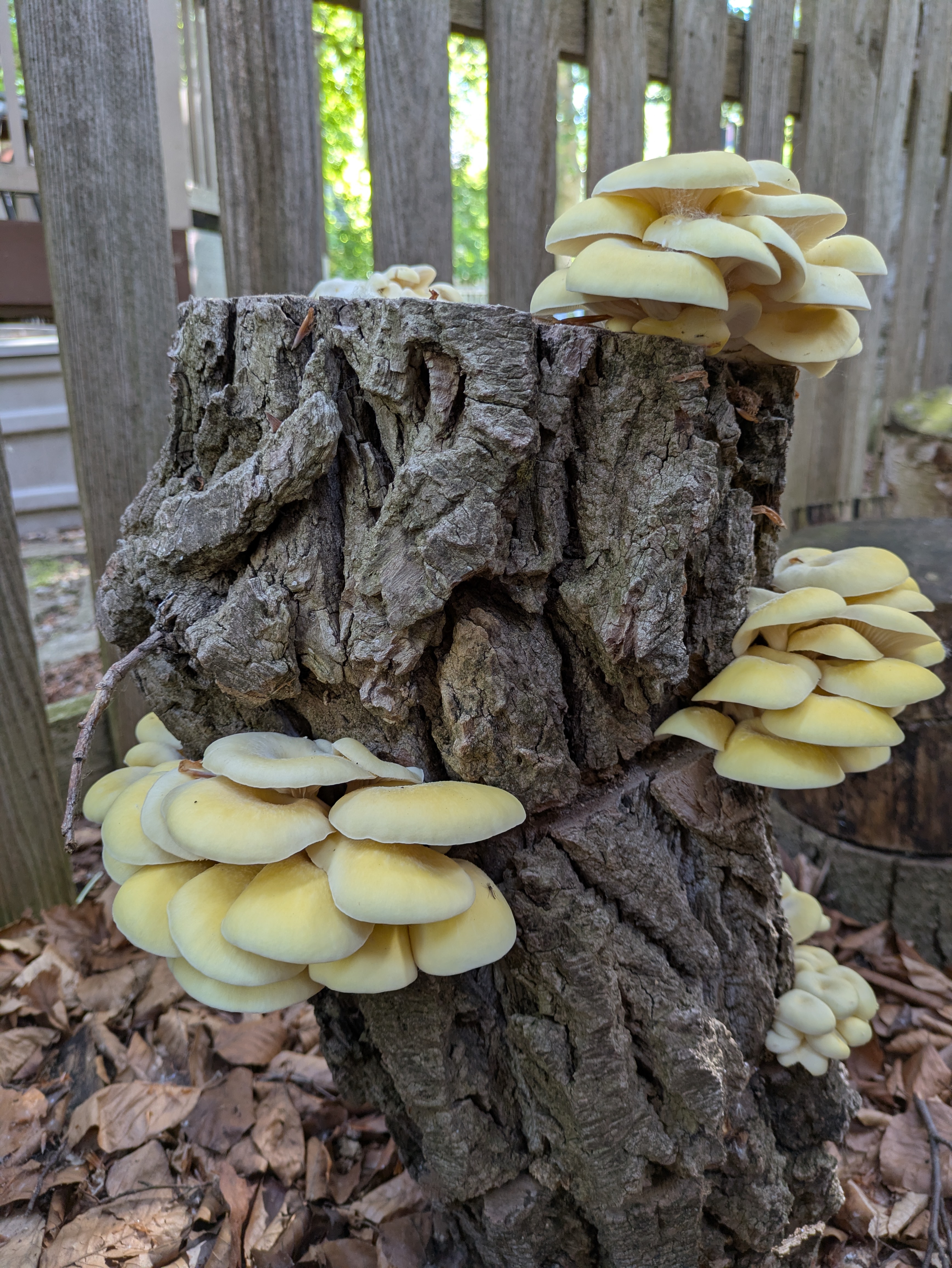 Oyster Mushroom Pillar