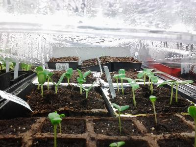 seeds germinating under plastic dome