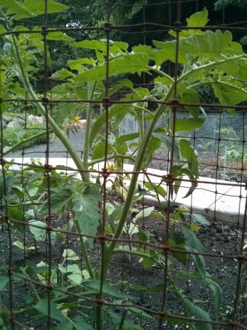 caged tomato