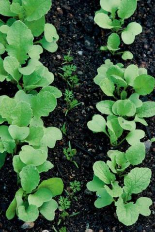 radish interplanted with carrots