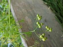CIlantro-- green seed waiting to mature